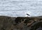 Oystercatcher