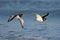 Oystercatcher