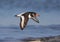 Oystercatcher