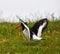 An Oystercatcher at the Beach from Zeeland