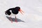 Oystercatcher bird on beach