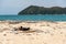 An oystercatcher bird breeding at the beach of Abel Tasman National Park