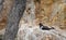 Oystercatcher breeding on nest