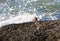 Oystercatcher in California