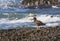 Oystercatcher in California