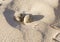 Oystercatcher Eggs on sandy beach