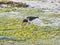 Oystercatcher feeding in the shallows