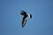 Oystercatcher in flight