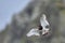 Oystercatcher in flight on the coast of Skomer Island