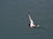 Oystercatcher (Haematopus ostralegus)