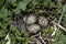 Oystercatcher, Haematopus ostralegus