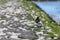 Oystercatcher Haematopus ostralegus at the North German  Sea with fresh offspring