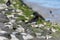 Oystercatcher Haematopus ostralegus at the North German  Sea with fresh offspring