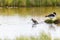 Oystercatcher Haematopus ostralegus at the North German  Sea with fresh offspring