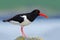 Oystercatcher, Heamatopus ostralegus, water bird in the wave, with open red bill,Norway. Bird sitting on the yellow lichen stone.