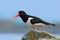 Oystercatcher in the nature habitat. Bird in the sea coast. Oystercatcher, Heamatopus ostralegus, water bird in the wave, with ope