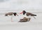 Oystercatcher parent and older chick