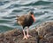 Oystercatcher with prize