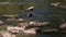 Oystercatcher. River Aire.