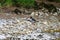 Oystercatcher by River Wharfe near Kettlewell, Wharfedale, Yorkshire Dales, England, UK