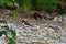 Oystercatcher by River Wharfe near Kettlewell, Wharfedale, Yorkshire Dales, England, UK