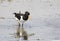 Oystercatcher searching for food in the lake on a blurred background