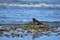 Oystercatcher on shallow algae patch