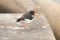 Oystercatcher Swaggering On A Concrete Block On The Beach Of Helgoland Island Germany