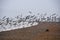 The Oystercatcher is a wader that can be found around the coast of the UK, as seen in the photo