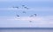 Oystercatchers flying, Caithness, North Scotland