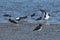 Oystercatchers (Haematopus ostralegus)