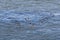 Oystercatchers (haematopus ostralegus) flying along the Moray F