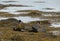 Oystercatchers Haematopus ostralegus in the Scottish Highlands