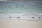 Oystercatchers at Luskentyre beach on the Isle of Harris, Outer