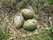 Oystercatchers nest