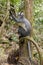 Oysterplant - Mertensia maritimNorth Sumatran Leaf Monkey - Presbytis thomasi