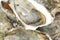 Oysters background