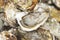 Oysters background