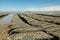 Oysters in bags in an oyster farm by the beach in Marennes-Oléron