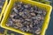 Oysters in containers with water at oyster farm at Saint-Vaast-la-Hougue, Normandy region,