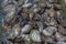 Oysters in containers with water at oyster farm at Saint-Vaast-la-Hougue, Normandy region,