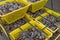 Oysters in containers with water at oyster farm at Saint-Vaast-la-Hougue, Normandy region,