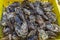 Oysters in containers with water at oyster farm at Saint-Vaast-la-Hougue, Normandy region,