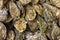 Oysters on the counter in wooden boxes on the market. Oysters for sale at the seafood market