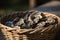 Oysters on the counter in wooden crates in the market. Fresh oysters selective focus. closeup. Generative AI