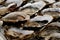 Oysters on plate. close-up. fresh seafood, shellfish