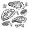 Oysters vector illustration. Seafood sketches of clams