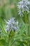 Ozark bluestar, Amsonia illustris, with some whitish-blue star-shaped flowers
