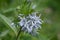 Ozark bluestar, Amsonia illustris, whitish-blue star-shaped flow