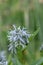 Ozark bluestar, Amsonia illustris, with whitish-blue star-shaped flowers